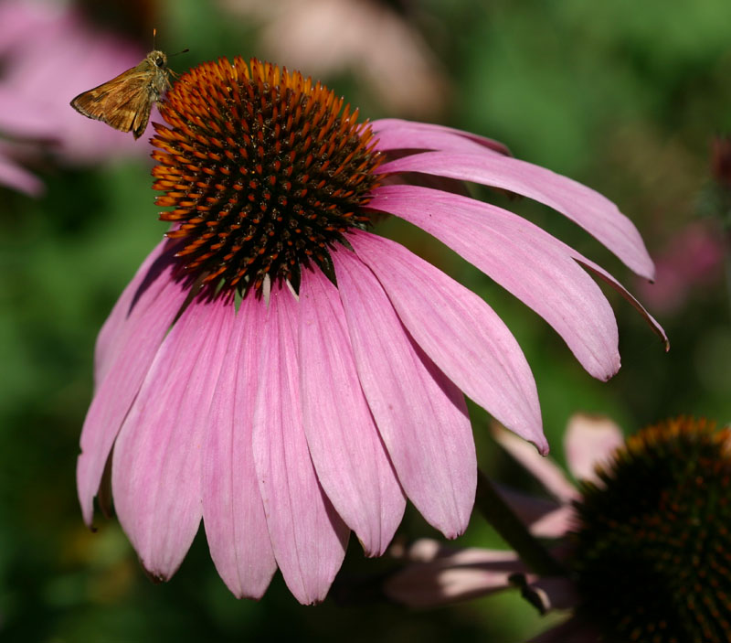 Tinktur - Tinktura Echinacea - FORTE 3x 50 ml