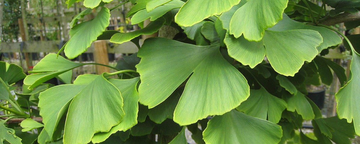 Tinktur - Tinktura Ginkgo biloba - FORTE 3x 50 ml.