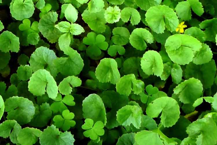 Tinktur - Tinktura Gotu Kola - FORTE 3x 50 ml