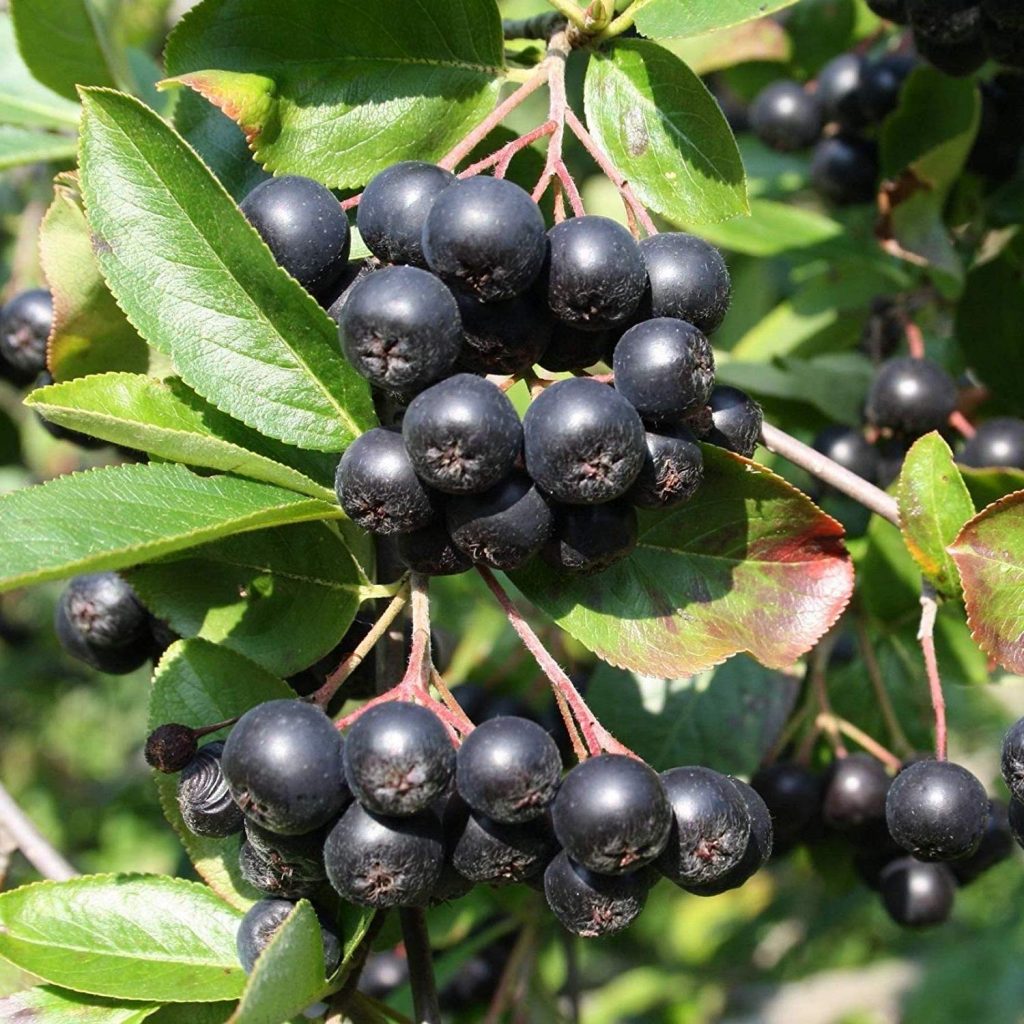 Tinktur - Arónie Jeřáb černý plod 10x 50 ml. + 1ks navíc dárek !