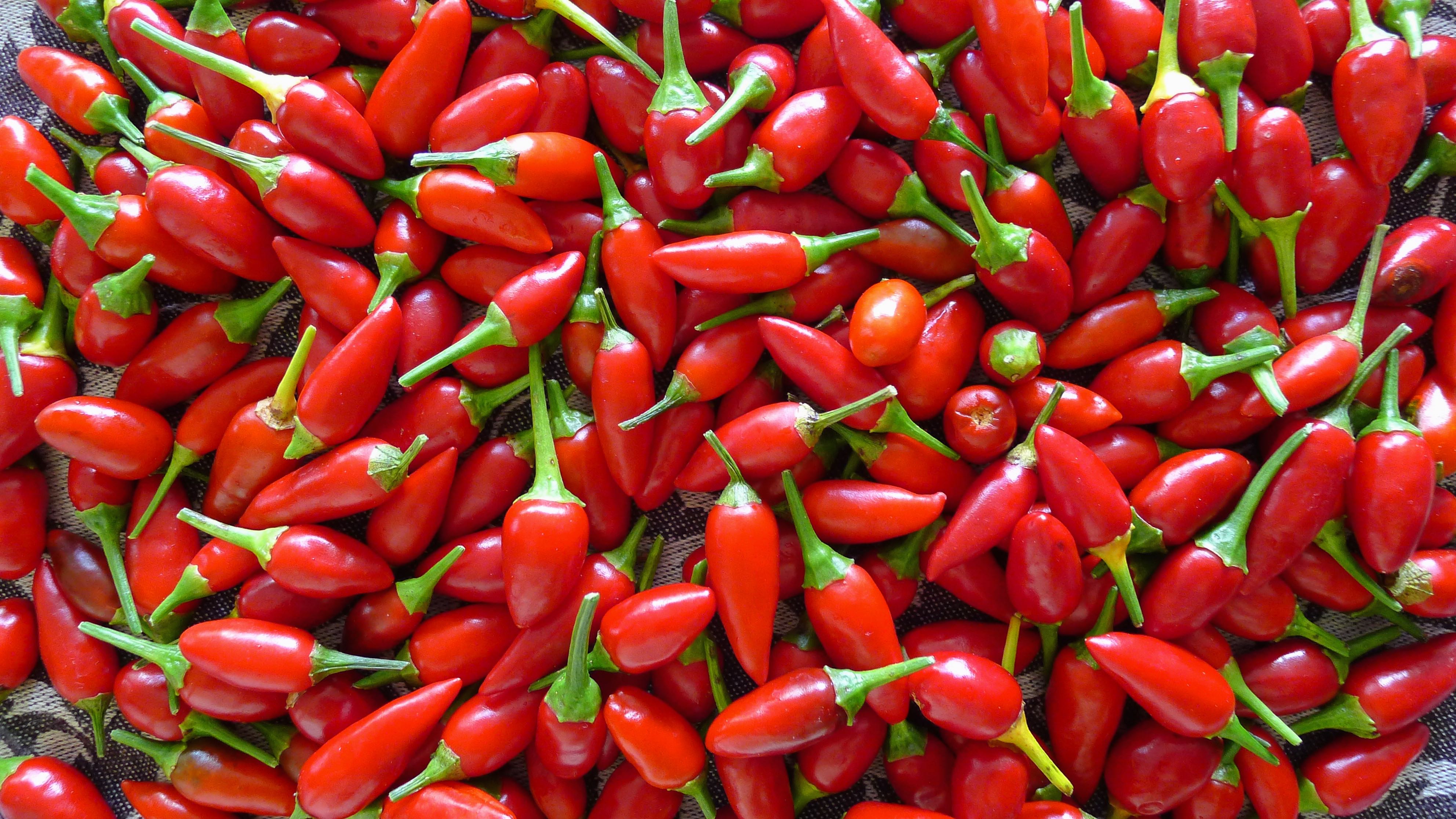 Tinktur - Tinktura chilli papričky FORTE 50 ml.
