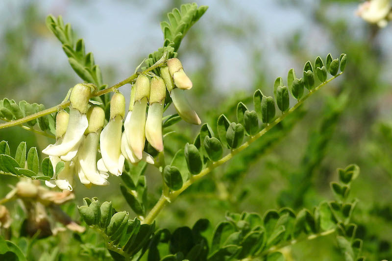 Tinktur - Tinktura Kozinec blanitý - FORTE 50 ml.