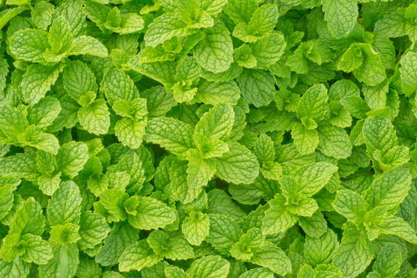Tinktur - Tinktura Máta peprná - FORTE 50 ml.