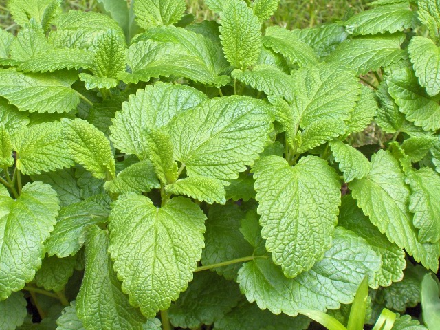 Tinktur - Tinktura Meduňka - FORTE 50 ml.