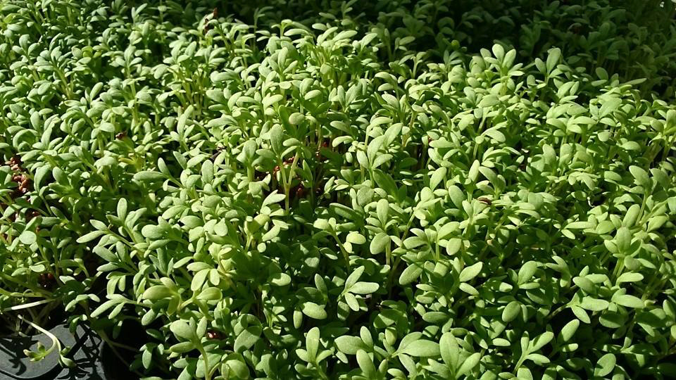 Tinktur - Tinktura Řeřicha nať - FORTE 50 ml.