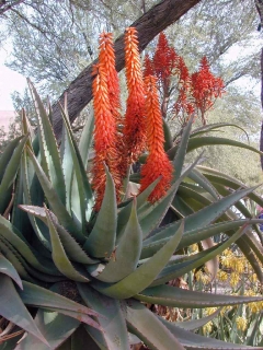 Tinktur - Bylinka Aloe kapská 100g