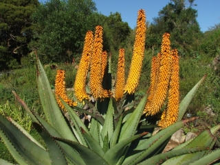 Tinktur - Tinktura Aloe kapská - FORTE 3x 37 ml.