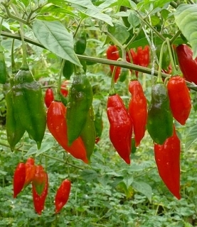 Tinktur - Tinktura chilli papričky HABANERO FORTE 10x 25 ml. + 1ks navíc dárek !