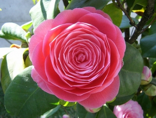 Tinktur - Tinktura Růže 3x po 37 ml.