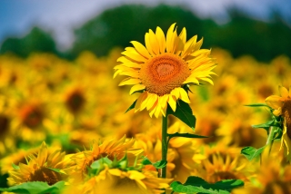 Tinktur - Tinktura Slunečnice květ 10x 37 ml. + 1ks navíc dárek !